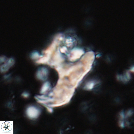 Ceratolithina bicornuta 17597