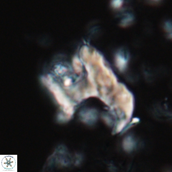 Ceratolithina bicornuta 17599