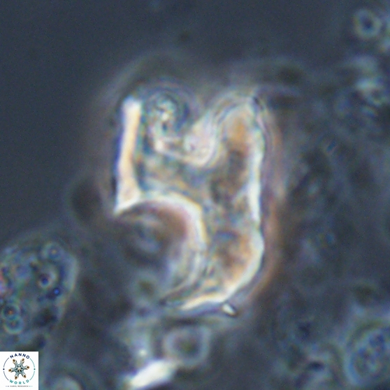 Ceratolithina bicornuta 17602