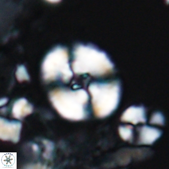 Ellipsagelosphaera supergestus 10969