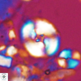 Ellipsagelosphaera supergestus 10970