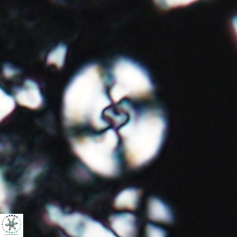 Ellipsagelosphaera supergestus 10971