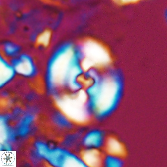 Ellipsagelosphaera supergestus 10972