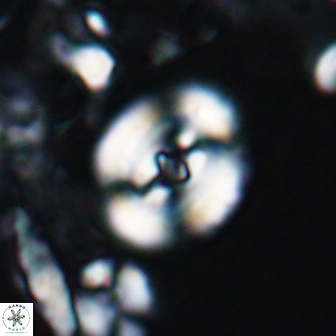 Ellipsagelosphaera supergestus 10973