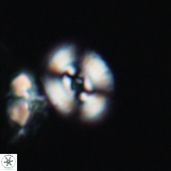 Ellipsagelosphaera supergestus 11022