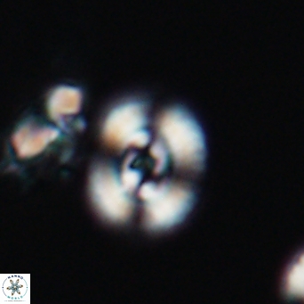 Ellipsagelosphaera supergestus 11025