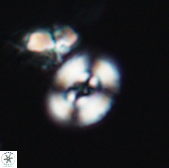 Ellipsagelosphaera supergestus 11026