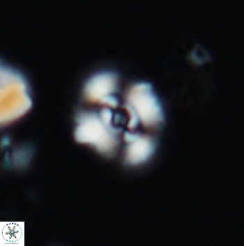 Ellipsagelosphaera supergestus 11171