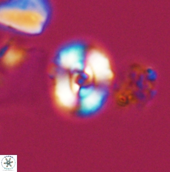 Ellipsagelosphaera supergestus 11173