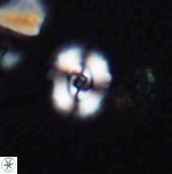 Ellipsagelosphaera supergestus 11174