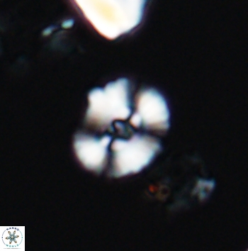 Ellipsagelosphaera supergestus 11175