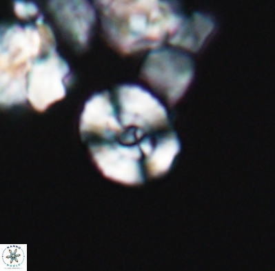 Ellipsagelosphaera supergestus 12602