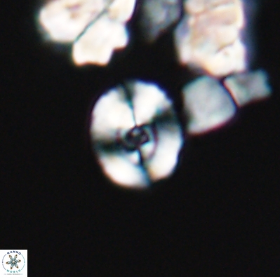 Ellipsagelosphaera supergestus 12605
