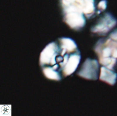 Ellipsagelosphaera supergestus 12606