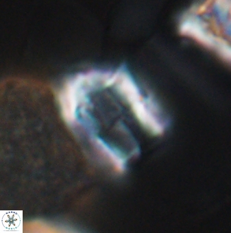 Lapideacassis glans 9444