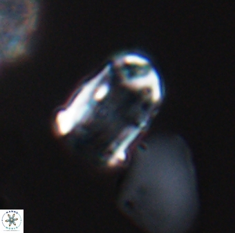 Lapideacassis glans 9286