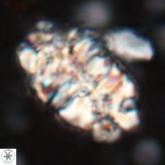 Nannoconus asper 14368