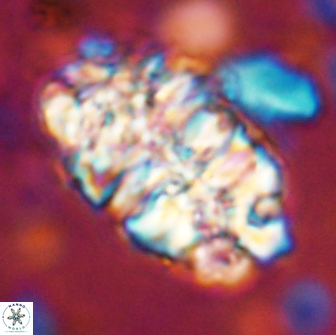 Nannoconus asper 14369