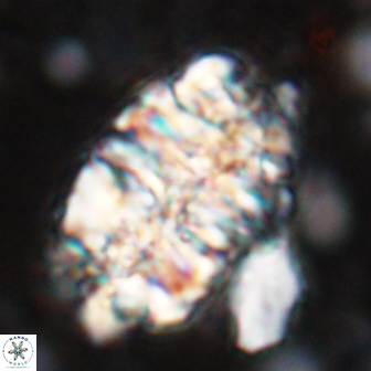 Nannoconus asper 14374