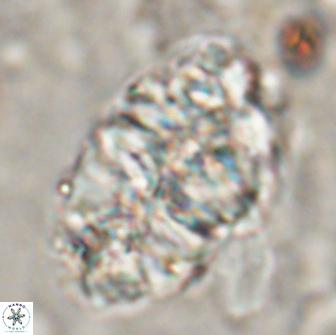 Nannoconus asper 14375