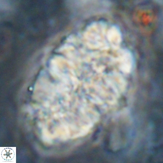 Nannoconus asper 14377