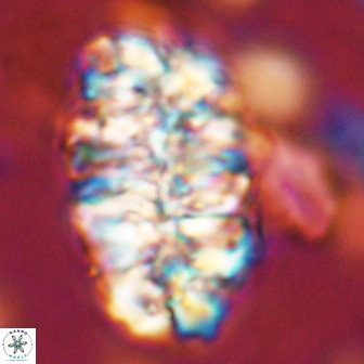 Nannoconus asper 14370