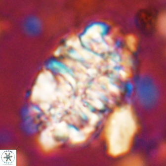 Nannoconus asper 14373