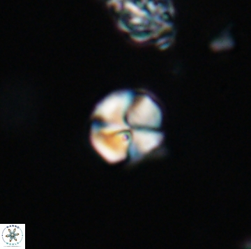 Palaeomicula jacovidesii 19162