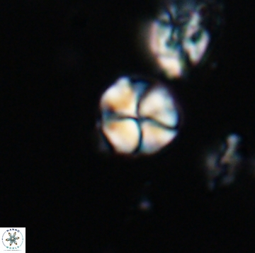 Palaeomicula jacovidesii 19164