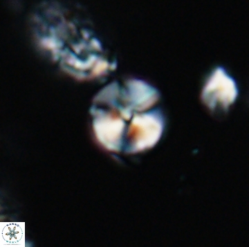Palaeomicula jacovidesii 19166