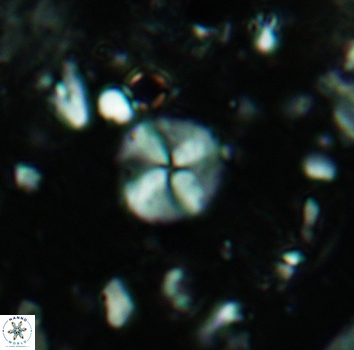 Palaeomicula jacovidesii 5266