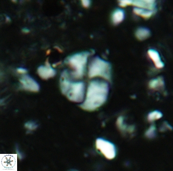 Palaeomicula jacovidesii 5268