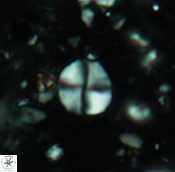 Palaeomicula jacovidesii 5270