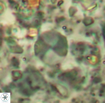 Palaeomicula jacovidesii 5272