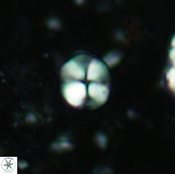 Palaeomicula jacovidesii 5211