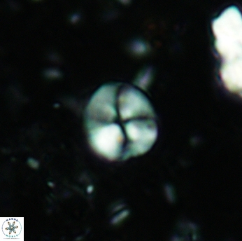 Palaeomicula jacovidesii 5213