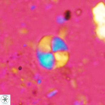 Palaeomicula jacovidesii 5214