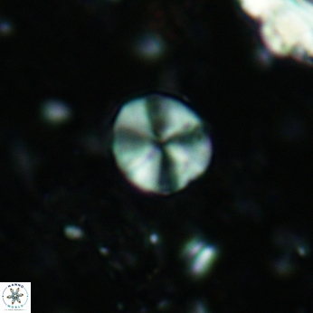 Palaeomicula jacovidesii 5215