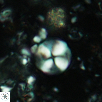 Palaeomicula jacovidesii 5224