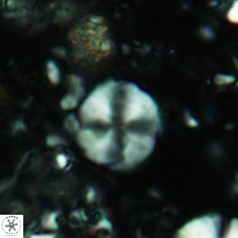 Palaeomicula jacovidesii 5226