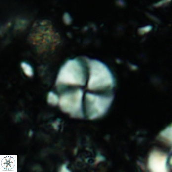 Palaeomicula jacovidesii 5228