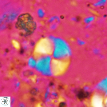 Palaeomicula jacovidesii 5229