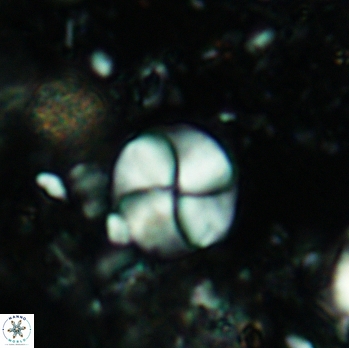 Palaeomicula jacovidesii 5230