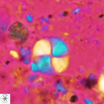 Palaeomicula jacovidesii 5231