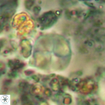 Palaeomicula jacovidesii 5232