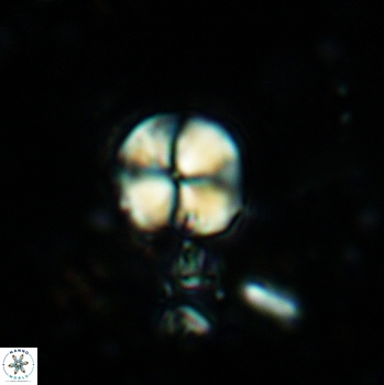 Palaeomicula jacovidesii 5233