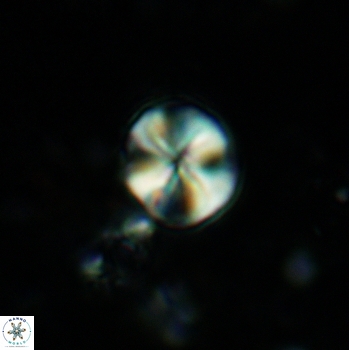 Palaeomicula jacovidesii 5235