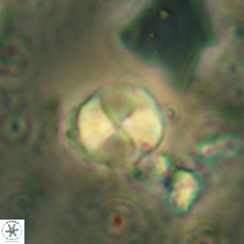 Palaeomicula jacovidesii 5237