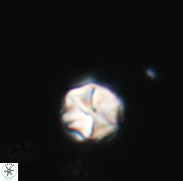 Polycostella senarai 19160