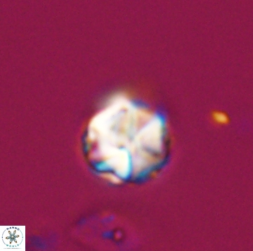 Polycostella senarai 19161